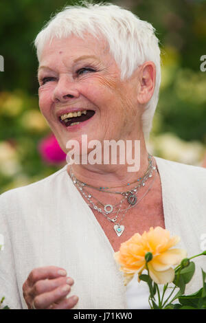 Chelsea Londra, Regno Unito. 22 Maggio, 2017. RHS Chelsea Flower Show. Dame Judi Dench pone con una rosa che è stato chiamato dopo il suo da David Austin Roses. Credito: David Betteridge/Alamy Live News Foto Stock