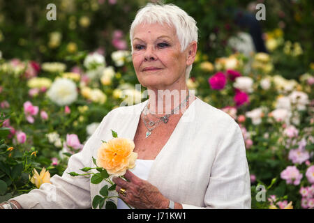 Chelsea Londra, Regno Unito. 22 Maggio, 2017. RHS Chelsea Flower Show. Dame Judi Dench pone con una rosa che è stato chiamato dopo il suo da David Austin Roses. Credito: David Betteridge/Alamy Live News Foto Stock