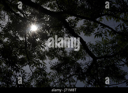 Tokyo, Giappone. 21 Maggio, 2017. Tokyo Giappone. Maggio 14, 2017. Foto di: Ramiro Agustin Vargas Tabares Credito: Ramiro Agustin Vargas Tabares/ZUMA filo/Alamy Live News Foto Stock