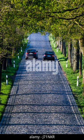 Ruegen, Germania. 18 Maggio, 2017. Due auto guidando lungo una strada alberata vicino Neuensien sull isola di Ruegen, Germania, 18 maggio 2017. Foto: Jens Büttner/dpa-Zentralbild/dpa/Alamy Live News Foto Stock