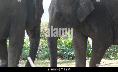 23 maggio 2017 - Dongguan, Dongguan, Cina - Dongguan, CINA-Feb 14 2017: (solo uso editoriale. Cina fuori) ..Gli animali si comportano slovenly allo zoo in Dongguan, Cina del sud della provincia di Guangdong, Febbraio 14th, 2017. (Credito Immagine: © SIPA Asia via ZUMA filo) Foto Stock