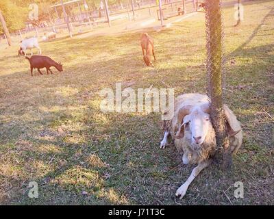 23 maggio 2017 - Dongguan, Dongguan, Cina - Dongguan, CINA-Feb 14 2017: (solo uso editoriale. Cina fuori) ..Gli animali si comportano slovenly allo zoo in Dongguan, Cina del sud della provincia di Guangdong, Febbraio 14th, 2017. (Credito Immagine: © SIPA Asia via ZUMA filo) Foto Stock