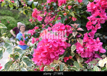 (170523) -- XIAMEN, 23 maggio 2017 (Xinhua) -- Foto scattata il 17 Maggio 2017 mostra fiori di bouganvillea nella città di Xiamen di sud-est della Cina di provincia del Fujian. Il Bougainvillea è diventata la città fiore di Xiamen nel 1986. (Xinhua/Lin Shanchuan) (lb) Foto Stock