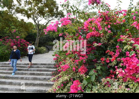 (170523) -- XIAMEN, 23 maggio 2017 (Xinhua) -- Foto scattata il 17 Maggio 2017 mostra fiori di bouganvillea nella città di Xiamen di sud-est della Cina di provincia del Fujian. Il Bougainvillea è diventata la città fiore di Xiamen nel 1986. (Xinhua/Lin Shanchuan) (lb) Foto Stock