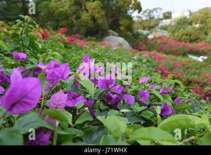 (170523) -- XIAMEN, 23 maggio 2017 (Xinhua) -- Foto scattata il 17 Maggio 2017 mostra fiori di bouganvillea nella città di Xiamen di sud-est della Cina di provincia del Fujian. Il Bougainvillea è diventata la città fiore di Xiamen nel 1986. (Xinhua/Lin Shanchuan) (lb) Foto Stock