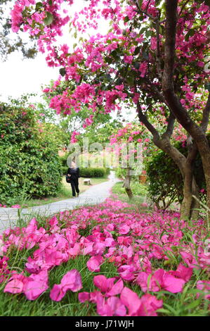 (170523) -- XIAMEN, 23 maggio 2017 (Xinhua) -- Foto scattata il 17 Maggio 2017 mostra fiori di bouganvillea nella città di Xiamen di sud-est della Cina di provincia del Fujian. Il Bougainvillea è diventata la città fiore di Xiamen nel 1986. (Xinhua/Lin Shanchuan) (lb) Foto Stock