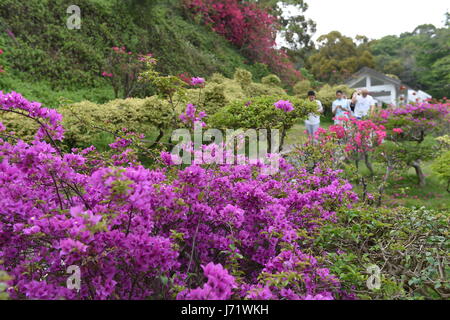 (170523) -- XIAMEN, 23 maggio 2017 (Xinhua) -- Foto scattata il 17 Maggio 2017 mostra fiori di bouganvillea nella città di Xiamen di sud-est della Cina di provincia del Fujian. Il Bougainvillea è diventata la città fiore di Xiamen nel 1986. (Xinhua/Lin Shanchuan) (lb) Foto Stock