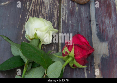 Red & White Rose che mostra la solidarietà dello Yorkshire & Lancashire dopo il bombardamento di Manchester. Immagini prese su teh Benvenuto a yorkshire garden questo anno la RHS Chelsea Garden, denominato Benvenuto a Yorkshire, è ispirato lo spettacolare scenario della costa dello Yorkshire. Essa mette in mostra gli elementi chiave della contea è di una bellezza con scogliere, una rovina abbazia, una spiaggia di ciottoli e il mare - completo di una imbarcazione per la pesca di aragoste e pentole. Per il secondo anno consecutivo un benvenuto a Yorkshire ha uno dei più grandi show giardini presso la RHS Chelsea e ogni centimetro di è autenticamente Yorkshire. La pietra usata per costruire Foto Stock