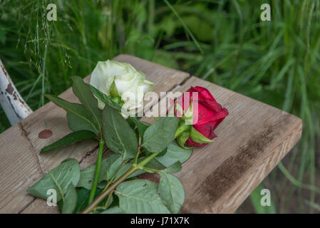 Red & White Rose che mostra la solidarietà dello Yorkshire & Lancashire dopo il bombardamento di Manchester. Immagini prese su teh Benvenuto a yorkshire garden questo anno la RHS Chelsea Garden, denominato Benvenuto a Yorkshire, è ispirato lo spettacolare scenario della costa dello Yorkshire. Essa mette in mostra gli elementi chiave della contea è di una bellezza con scogliere, una rovina abbazia, una spiaggia di ciottoli e il mare - completo di una imbarcazione per la pesca di aragoste e pentole. Per il secondo anno consecutivo un benvenuto a Yorkshire ha uno dei più grandi show giardini presso la RHS Chelsea e ogni centimetro di è autenticamente Yorkshire. La pietra usata per costruire Foto Stock