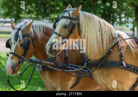 Due cavalli di razza Haflinger pronta per il trasporto Foto Stock