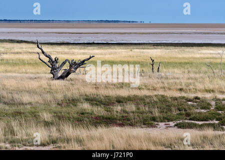 La Namibia, parco di Etosha, il Pan. La Namibia, Etosha NP, l'Etosha pan Foto Stock