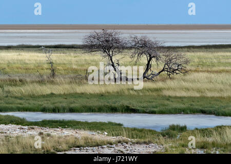 La Namibia, parco di Etosha, il Pan. La Namibia, Etosha NP, l'Etosha pan Foto Stock