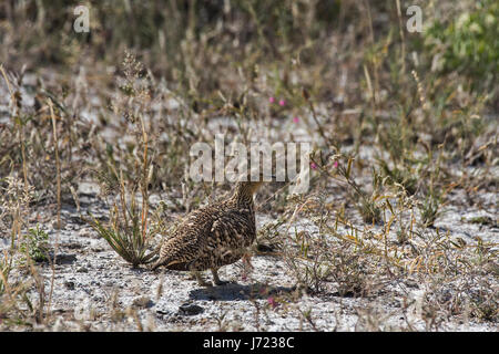 Pterocles namaqua, Namaqua Sandgrouse Foto Stock