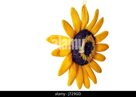 Colore giallo girasole Foto Stock