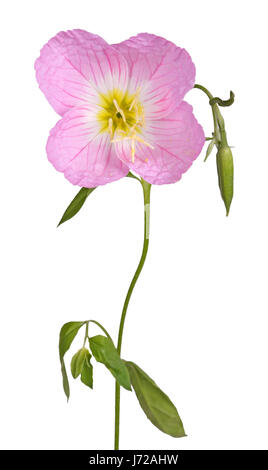 Fiore singolo, stelo, foglie e bocciolo di rosa di Evening Primerose (oenothera speciosa) isolati contro uno sfondo bianco Foto Stock