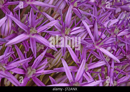 Molti fiori viola della cipolla ornamentali (Allium giganteum) cultivar Globemaster riempire il telaio Foto Stock