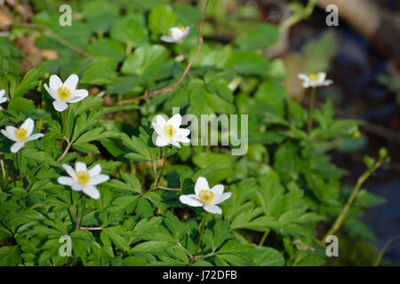 White Anemone nemorosa , primi fiori di primavera Foto Stock