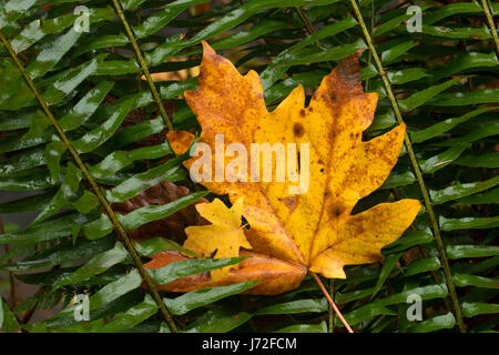 Bigleaf maple leaf sulla scia di dieci cade, Silver Falls State Park, Oregon Foto Stock