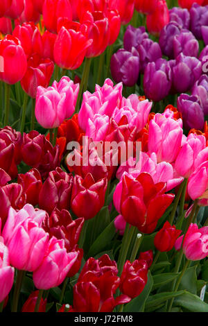 I tulipani, scarpe di legno lampadina Co., Clackamas County, Oregon Foto Stock
