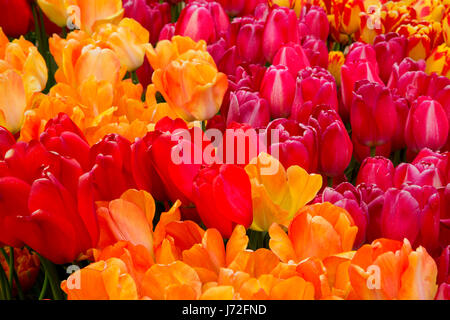 I tulipani, scarpe di legno lampadina Co., Clackamas County, Oregon Foto Stock