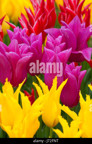 I tulipani, scarpe di legno lampadina Co., Clackamas County, Oregon Foto Stock
