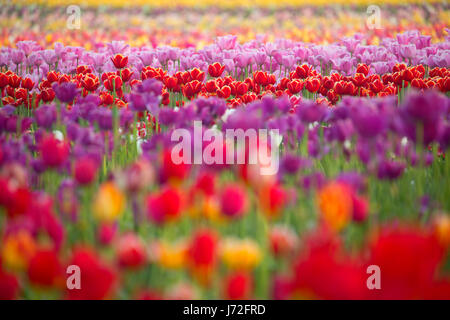 Campo di tulipani, scarpe di legno lampadina Co., Clackamas County, Oregon Foto Stock