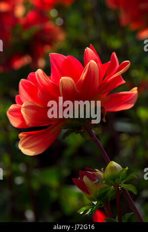 Patricia Ann's Sunset dalia, isola di Swan dalie, Canby, Oregon Foto Stock