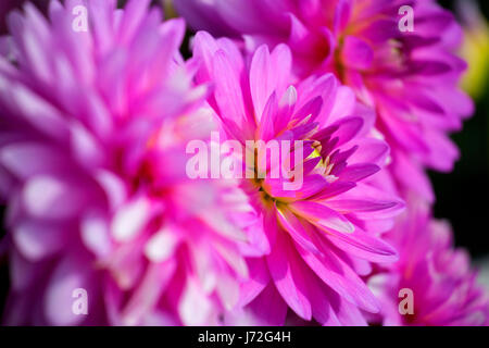 Pink Gingham dalia, isola di Swan dalie, Canby, Oregon Foto Stock