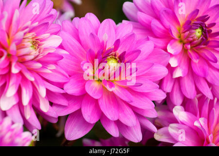 Pink Gingham dalia, isola di Swan dalie, Canby, Oregon Foto Stock