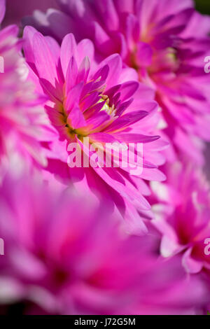 Pink Gingham dalia, isola di Swan dalie, Canby, Oregon Foto Stock