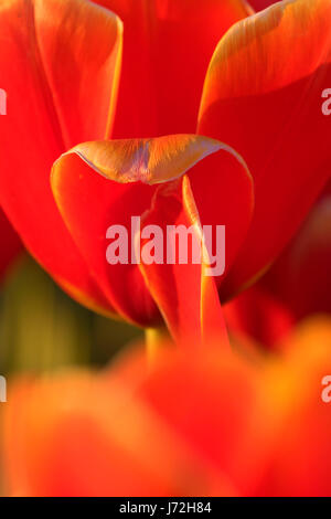 Tulip, scarpe di legno lampadina Co., Clackamas County, Oregon Foto Stock