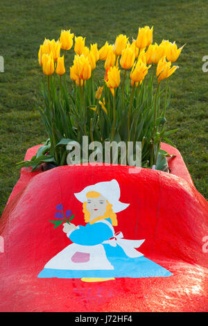 I tulipani in legno piantatrice di scarpe, scarpe di legno lampadina Co., Clackamas County, Oregon Foto Stock