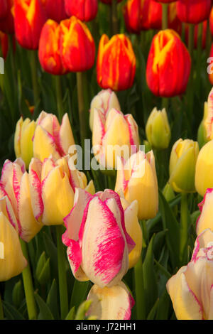 I tulipani, scarpe di legno lampadina Co., Clackamas County, Oregon Foto Stock