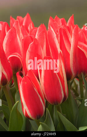 I tulipani, scarpe di legno lampadina Co., Clackamas County, Oregon Foto Stock