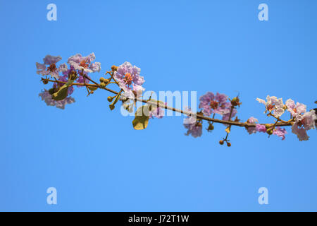 Bella viola lagerstroemia fiore, close up con cielo blu sullo sfondo Foto Stock