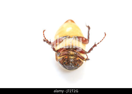 Cockchafer o bug su sfondo bianco Foto Stock