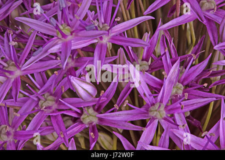 Molti fiori viola della cipolla ornamentali (Allium giganteum) cultivar Globemaster riempire il telaio Foto Stock