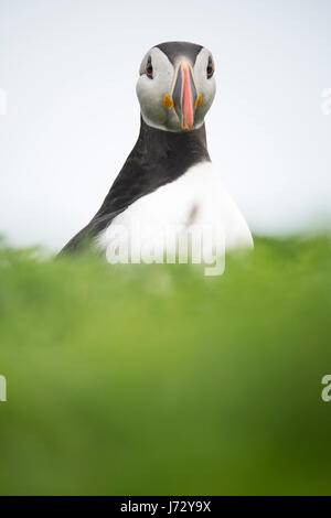 Angolo basso ritratto di puffin come picchi di it da dietro una collina. Foto Stock