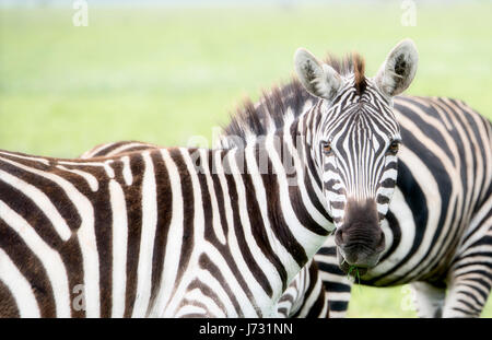 Burchel's Zebra (Equus quagga burchellii) sulle pianure del Serengeti Foto Stock