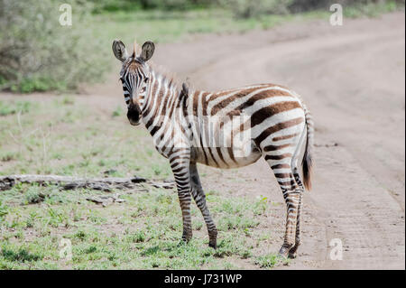 Burchel's Zebra (Equus quagga burchellii) sulle pianure del Serengeti Foto Stock