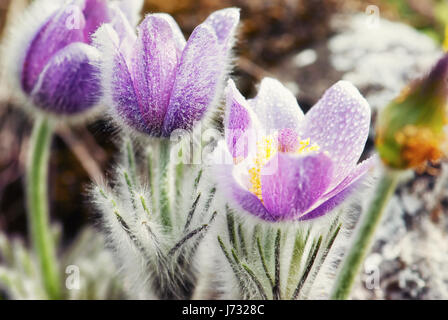 Fioritura rugiadoso Pulsatilla slavica fiori in primavera prato. Stagionale scena naturale. Foto Stock