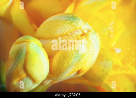 Dewdrops su giallo fresia fiori. Vicino la scena naturale. Foto Stock