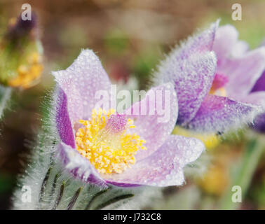 Macro shot di rugiadoso viola pulsatilla slavica nella primavera prato. Vicino la scena naturale. Foto Stock