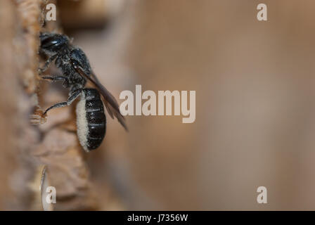 La Osmia rapunculi, sinonimo Chelostoma rapunculi, femmina, un solitario mason bee specie, portando il polline dei fiori a campana (Campanula) alla sua cavità tubolare Foto Stock