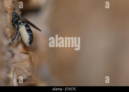 La Osmia rapunculi, sinonimo Chelostoma rapunculi, femmina, un solitario mason bee specie, portando il polline dei fiori a campana (Campanula) alla sua cavità tubolare Foto Stock