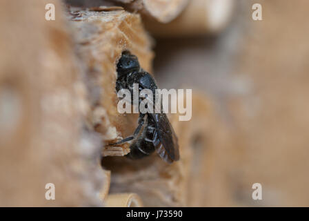 La Osmia rapunculi, sinonimo Chelostoma rapunculi, femmina, un solitario mason bee specie, bloccando la sua cavità tubolare con terriccio e piccole pietre. Foto Stock