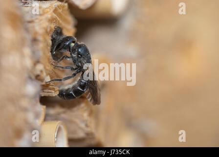 La Osmia rapunculi, sinonimo Chelostoma rapunculi, femmina, un solitario mason bee specie, bloccando la sua cavità tubolare con terriccio e piccole pietre. Foto Stock