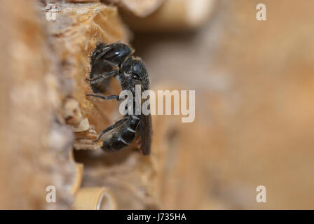 La Osmia rapunculi, sinonimo Chelostoma rapunculi, femmina, un solitario mason bee specie, bloccando la sua cavità tubolare con terriccio e piccole pietre. Foto Stock