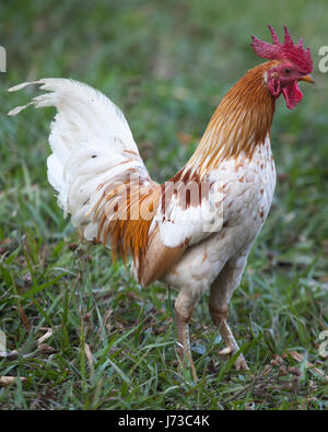 Free range rooster in erba Foto Stock