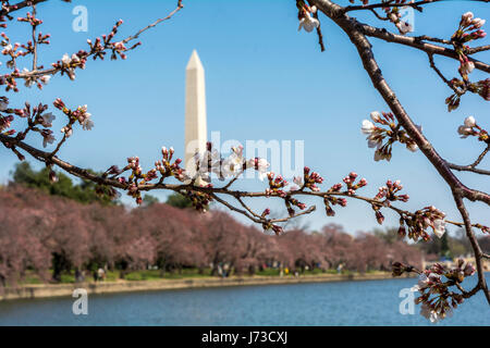 Washington ai primi di marzo - bel tempo, fioritura magnolia, vedute della citta'. Il Monumento di Washington è visibile Foto Stock